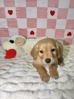 Purple, a female Golden Retriever for sale in Douglasville, GA – 1 of 6