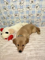 Green, a male Golden Retriever for sale in Douglasville, GA – 4 of 6
