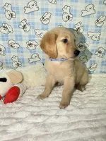 Blue, a male Golden Retriever for sale in Douglasville, GA – 3 of 6