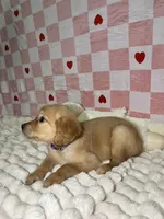 Purple, a female Golden Retriever for sale in Douglasville, GA – 4 of 6