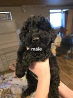 E, a male Goldendoodle for sale in Oklahoma City, OK – Photo 1 of 2
