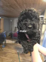 E, a male Goldendoodle for sale in Oklahoma City, OK – Photo 2 of 2