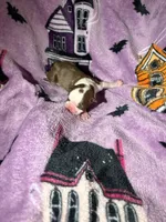 Girl one , a female Boston Terrier for sale in Elkview, WV – 2 of 2
