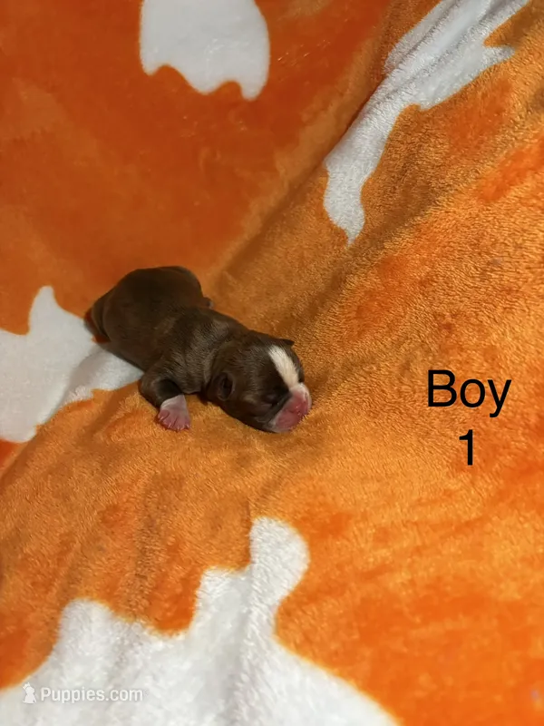 Boy 1  – Boston Terrier puppy for sale in Elkview, WV