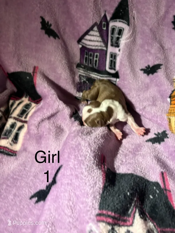 Girl one  – Boston Terrier puppy for sale in Elkview, WV