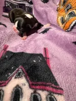 Girl 2 , a female Boston Terrier for sale in Elkview, WV – 2 of 2