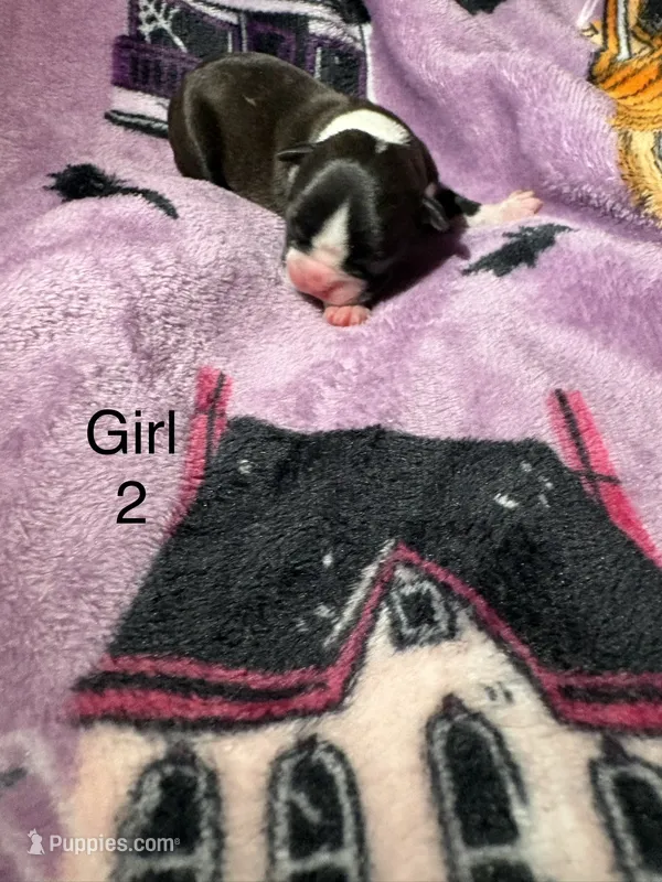 Girl 2  – Boston Terrier puppy for sale in Elkview, WV