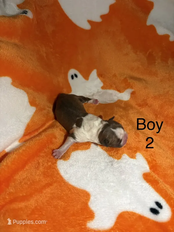 Boy 2 – Boston Terrier puppy for sale in Elkview, WV