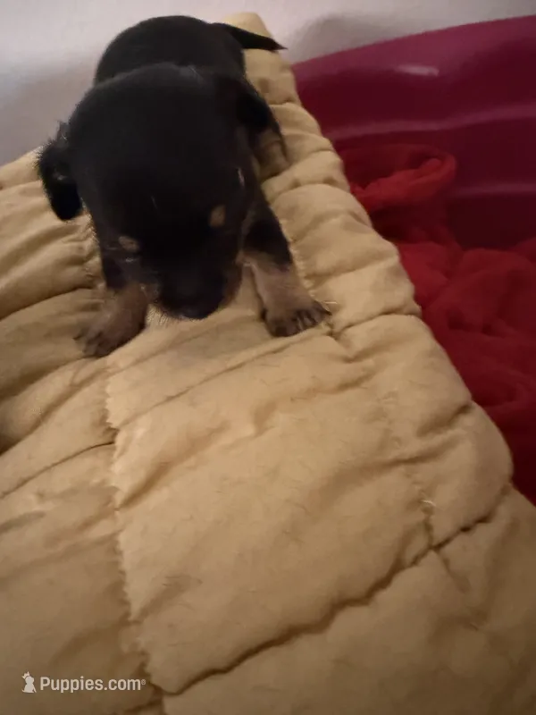 Tiffany Butler  – Yorkshire Terrier puppy for sale in Port Richey, FL