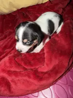 Tiffany Butler , a female Yorkshire Terrier for sale in Port Richey, FL – 6 of 6