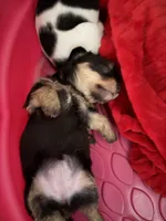 Tiffany Butler , a female Yorkshire Terrier for sale in Port Richey, FL – 3 of 6