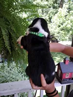 Sweet William, a male Basset Hound for sale in Mountain City, TN – 2 of 2