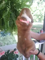 Peony, a female Basset Hound for sale in Mountain City, TN – 2 of 2