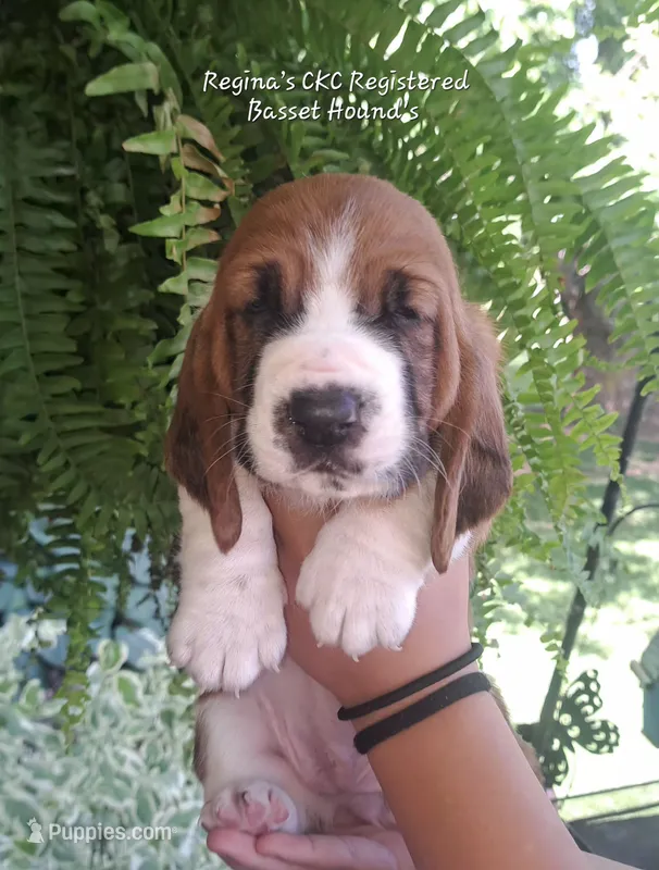 Peony – Basset Hound puppy for sale in Mountain City, TN