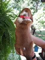 Rose, a female Basset Hound for sale in Mountain City, TN – 2 of 2