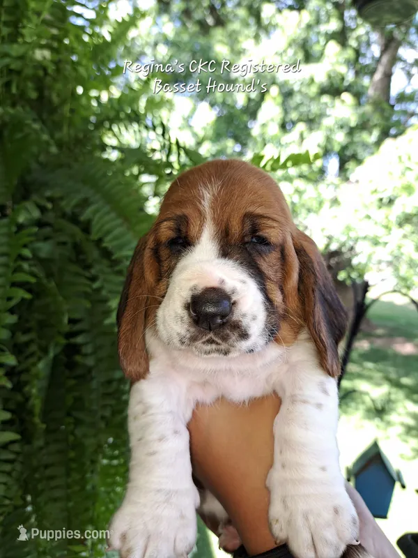 Rose – Basset Hound puppy for sale in Mountain City, TN