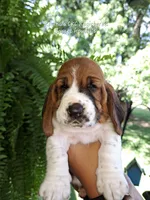 Rose, a female Basset Hound for sale in Mountain City, TN – 1 of 2