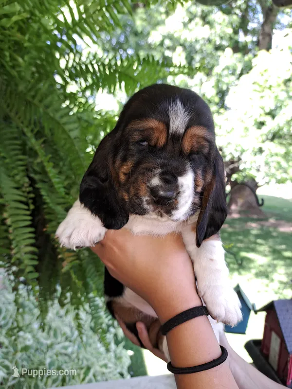 Sweet William – Basset Hound puppy for sale in Mountain City, TN