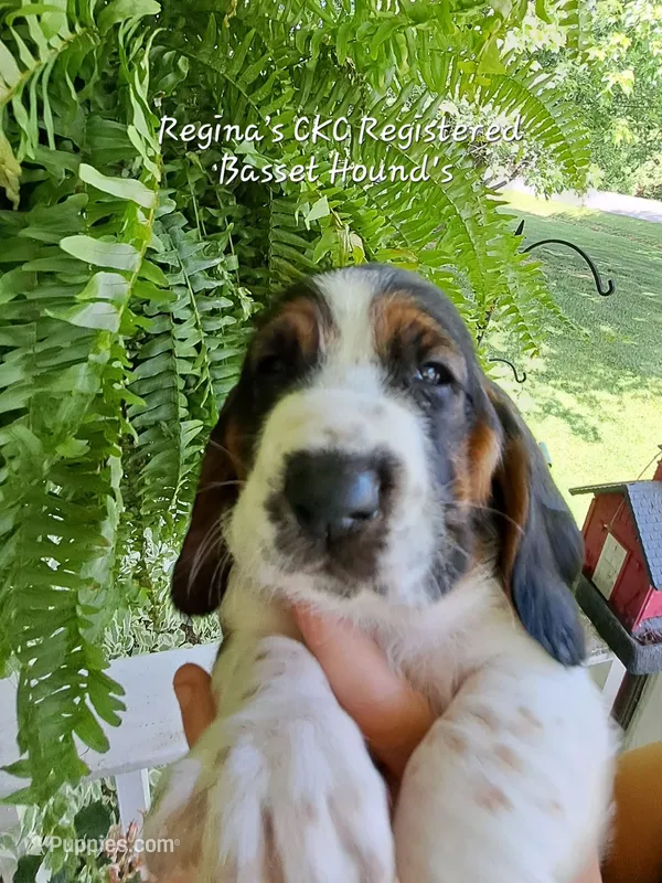 Marigold – Basset Hound puppy for sale in Mountain City, TN