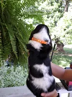 Marigold, a female Basset Hound for sale in Mountain City, TN – 2 of 2