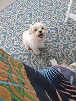 Monty , a male Maltipoo for sale in Durham, NC – 3 of 3