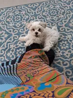 Monty , a male Maltipoo for sale in Durham, NC – 2 of 3