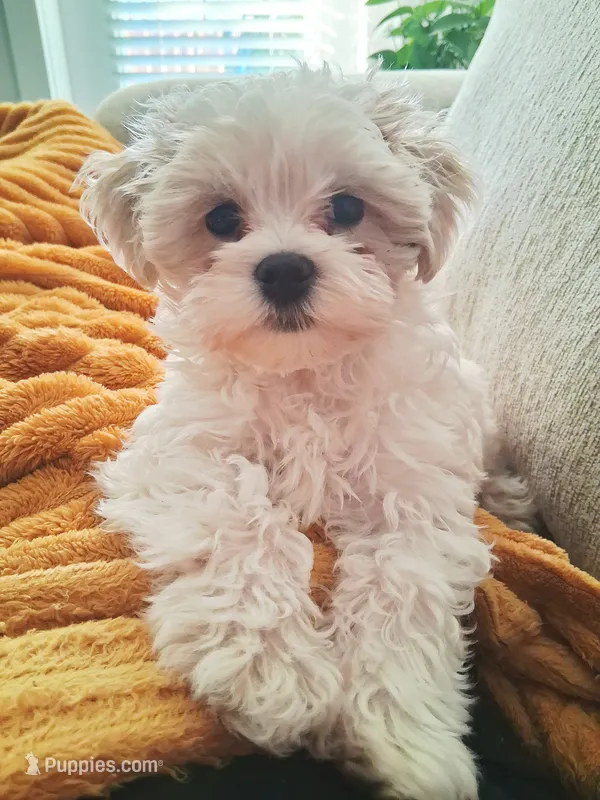 Maltipoo 1 – Maltipoo puppy for sale in Durham, NC