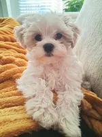 Maltipoo 1, a male Maltipoo for sale in Durham, NC – 1 of 1