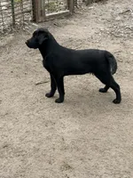 Pearl, a female Labrador Retriever for sale in Wellsburg, IA – 2 of 3