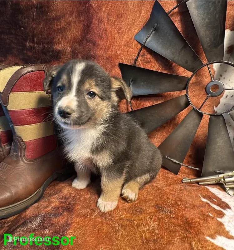 Professor – Pembroke Welsh Corgi, Miniature Australian Shepherd puppy for sale in Wellsburg, IA
