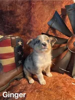 Ginger, a female Pembroke Welsh Corgi and Miniature Australian Shepherd for sale in Wellsburg, IA – 2 of 6