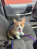 Piper, a female Pembroke Welsh Corgi for sale in Wellsburg, IA – 1 of 2