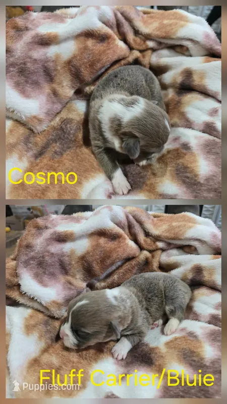 Cosmo – Pembroke Welsh Corgi puppy for sale in Wellsburg, IA