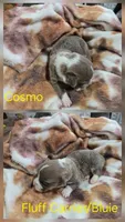 Cosmo, a male Pembroke Welsh Corgi for sale in Wellsburg, IA – 1 of 1