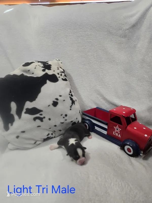 Puppy 6 – Pembroke Welsh Corgi puppy for sale in Wellsburg, IA