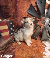Ginger, a female Pembroke Welsh Corgi and Miniature Australian Shepherd for sale in Wellsburg, IA – 5 of 6