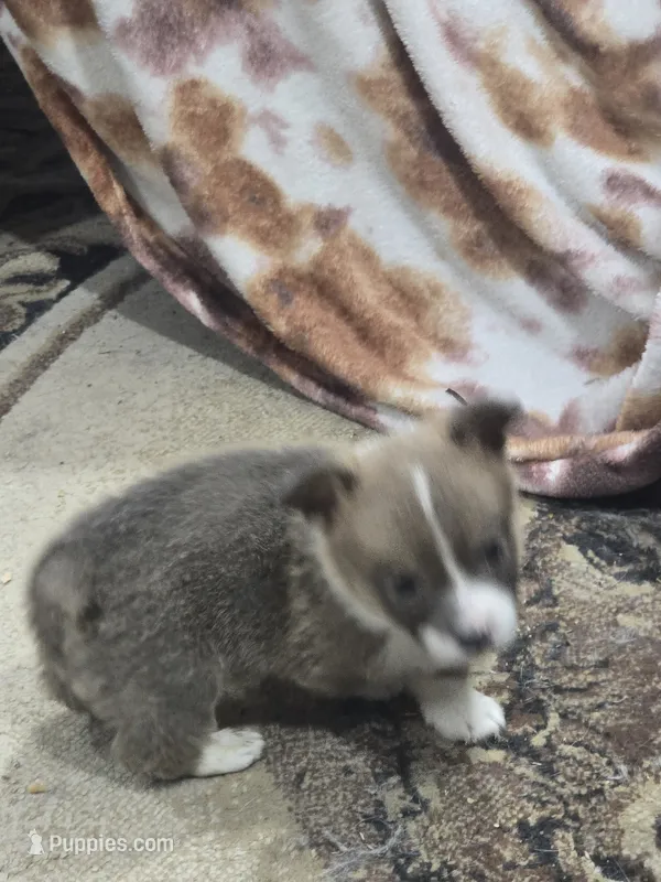 Cosmo – Pembroke Welsh Corgi puppy for sale in Wellsburg, IA