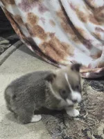 Cosmo, a male Pembroke Welsh Corgi for sale in Wellsburg, IA – 1 of 1