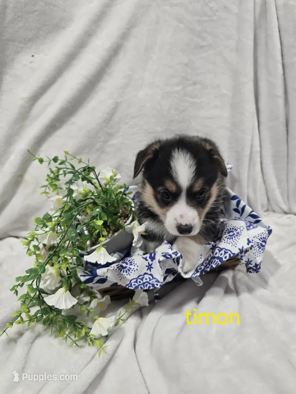 Timon, a male Pembroke Welsh Corgi for sale in Wellsburg, IA – 1 of 2