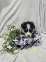 Timon, a male Pembroke Welsh Corgi for sale in Wellsburg, IA – 1 of 2