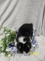 Timon, a male Pembroke Welsh Corgi for sale in Wellsburg, IA – 2 of 2