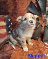 Skipper, a male Pembroke Welsh Corgi and Miniature Australian Shepherd for sale in Wellsburg, IA – 3 of 6
