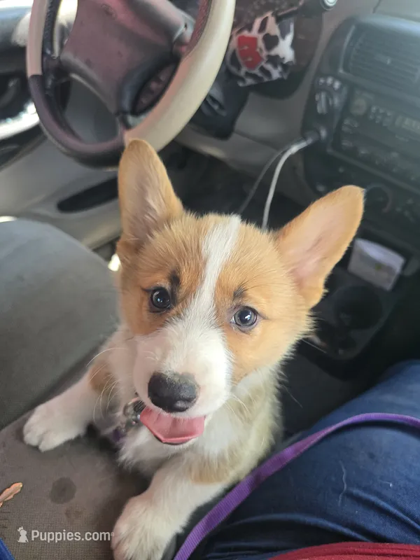 Piper – Pembroke Welsh Corgi puppy for sale in Wellsburg, IA
