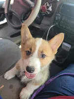 Piper, a female Pembroke Welsh Corgi for sale in Wellsburg, IA – 1 of 1