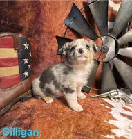 Gilligan, a male Pembroke Welsh Corgi and Miniature Australian Shepherd for sale in Wellsburg, IA – 5 of 5