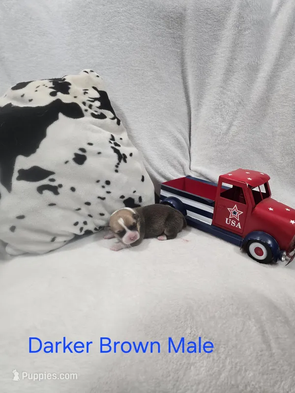 Puppy 1 – Pembroke Welsh Corgi puppy for sale in Wellsburg, IA