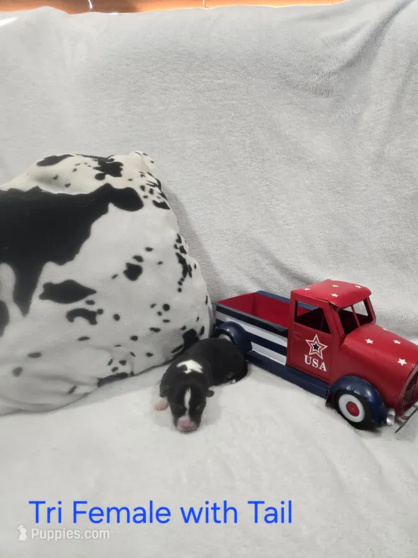 Puppy 7 – Pembroke Welsh Corgi puppy for sale in Wellsburg, IA