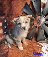 Skipper, a male Pembroke Welsh Corgi and Miniature Australian Shepherd for sale in Wellsburg, IA – 7 of 7