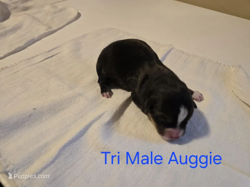 Auggie 4, a male Pembroke Welsh Corgi and Miniature Australian Shepherd for sale in Wellsburg, IA – Photo 1 of 1