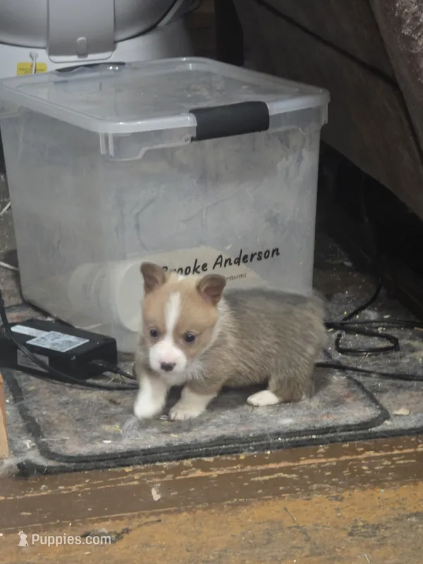 Comet – Pembroke Welsh Corgi puppy for sale in Wellsburg, IA